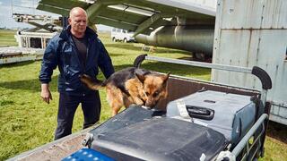 כלב גישוש מרחרח מזוודות, בחיפוש אחר סמים