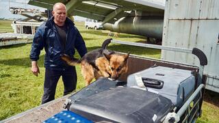 כלב גישוש מרחרח מזוודות, בחיפוש אחר סמים