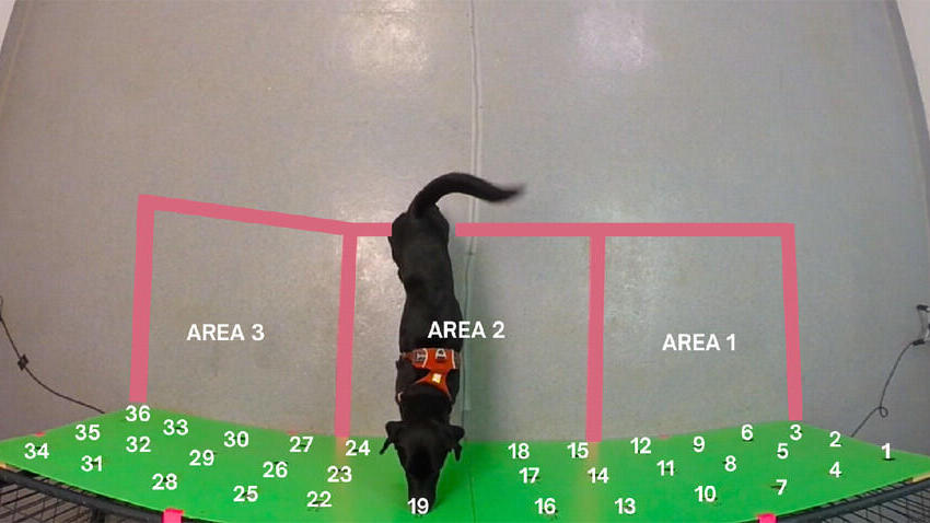 הבינה המלאכותית עוקבת אחרי כלב הגישוש בזמן משימת הרחה, ומנתחת את תנועת הזנב שלו