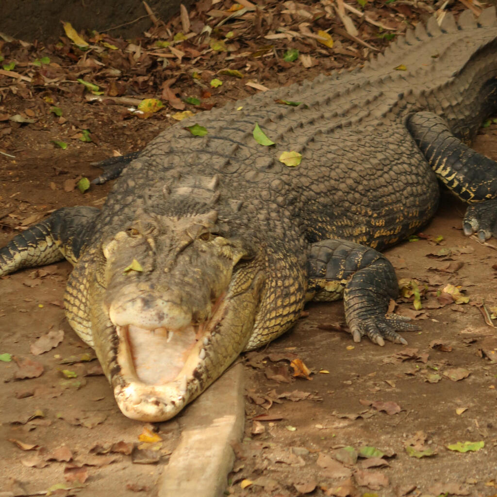 במקלט לחיות