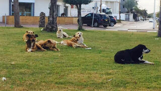 כלבים משוטטים ברחובות