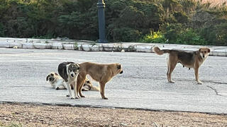 כלבים חולי כלבת שפלשו לישראל מלבנון בחסות המלחמה