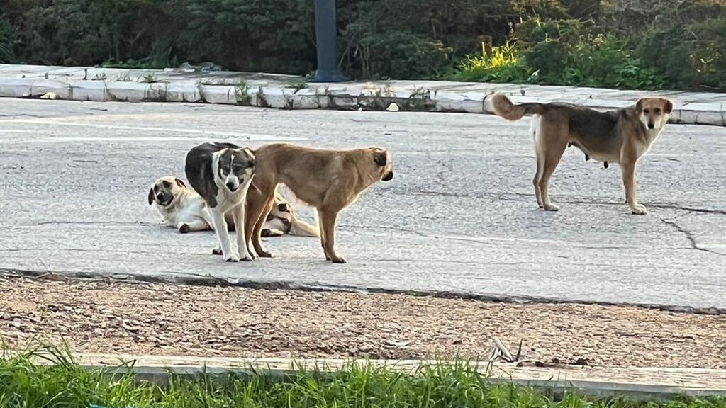 Бродячие собаки, проникшие в Израиль из Ливана כלבים חולי כלבת שפלשו לישראל מלבנון בחסות המלחמה