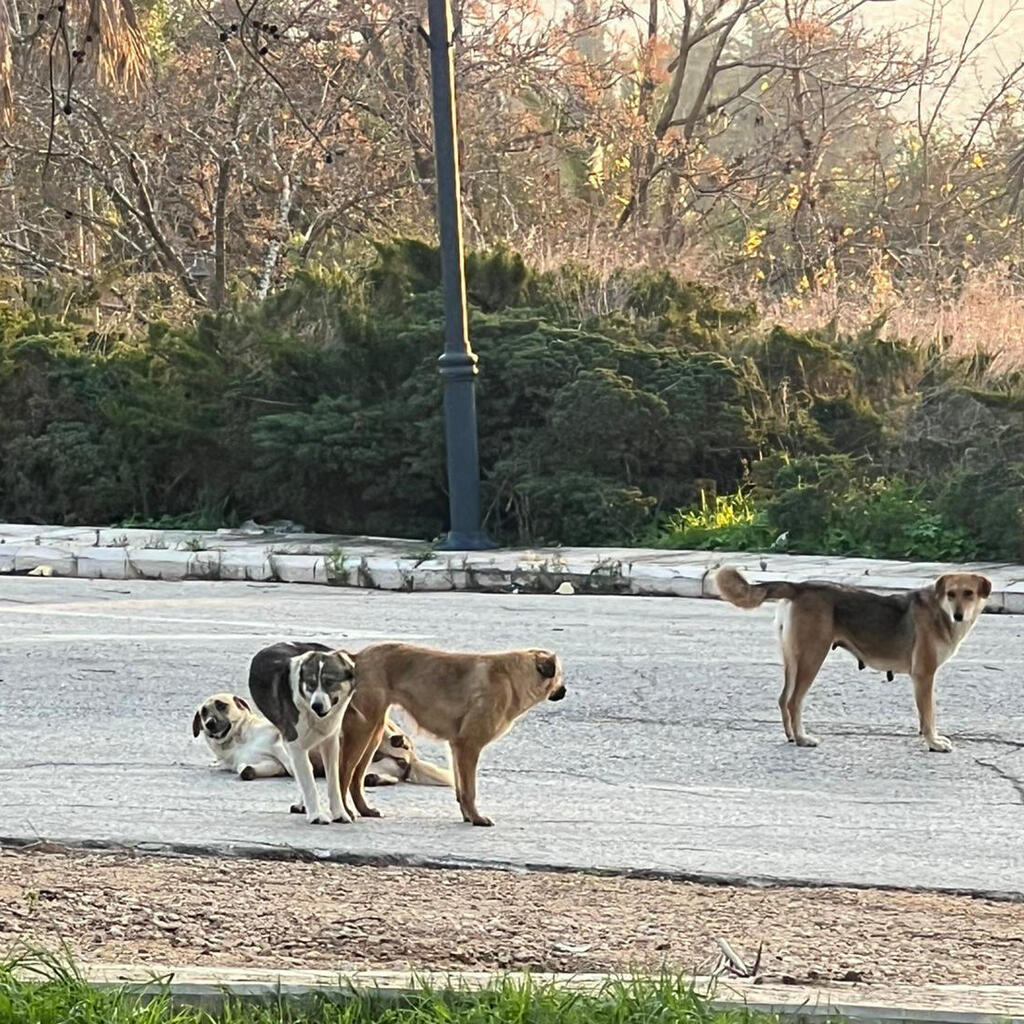Dogs that crossed into Israel from Lebanon during the war כלבים חולי כלבת שפלשו לישראל מלבנון בחסות המלחמה