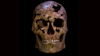 גולגולתו המשוחזרת של TBH1