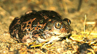 הברזל והקיטור הדהירו קדימה פרויקטים כבירים כמו רשת הרכבות הבריטית. טיפול ברכבות בתחנת בריסטול של רשת הרכבות המערבית הגדולה של בריטניה, 1843 | תחריט של האמן ג'ון קוק בורן. מקור: ויקיפדיה, נחלת הכלל 