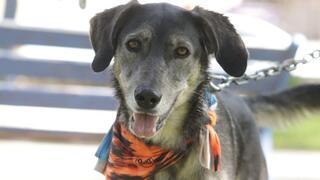 הברזל והקיטור הדהירו קדימה פרויקטים כבירים כמו רשת הרכבות הבריטית. טיפול ברכבות בתחנת בריסטול של רשת הרכבות המערבית הגדולה של בריטניה, 1843 | תחריט של האמן ג'ון קוק בורן. מקור: ויקיפדיה, נחלת הכלל 