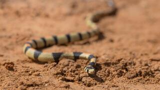 זעמן יפהפה. אורח נדיר