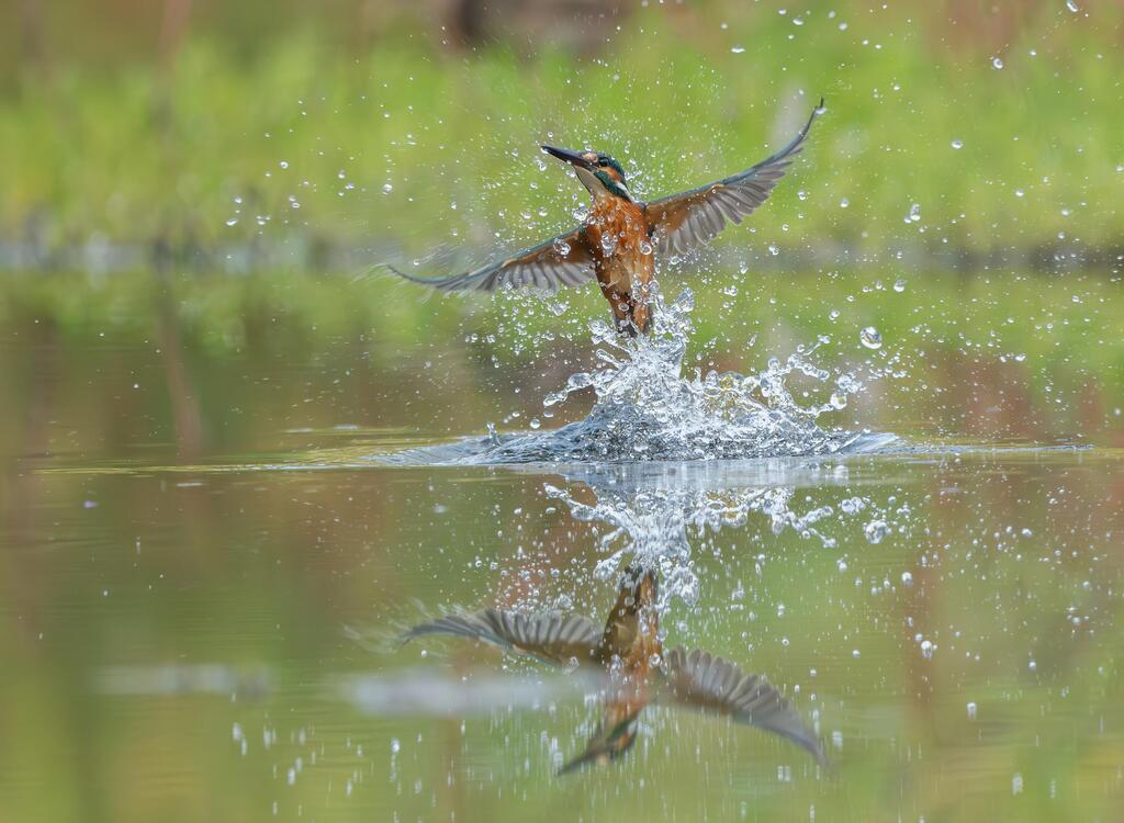 שלדג גמדי בפארק הצפרות ראש ציפור