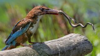 שלדג לבן-חזה לוכד נחש מים משובץ בפארק הצפרות ראש ציפור
