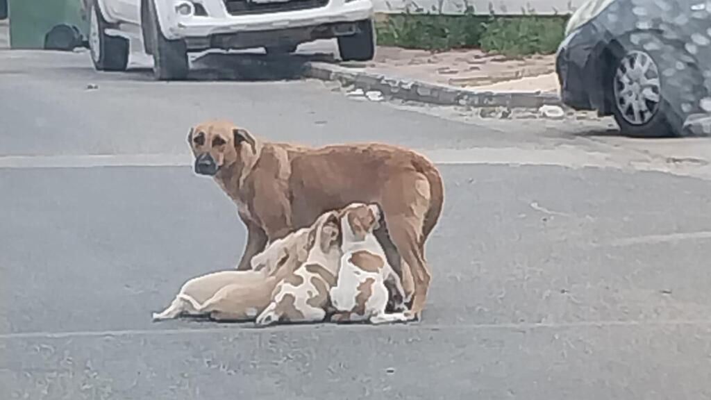 Photo: Let the Animals Live כלבה משוטטת בקלנסווה, מניקה את גוריה