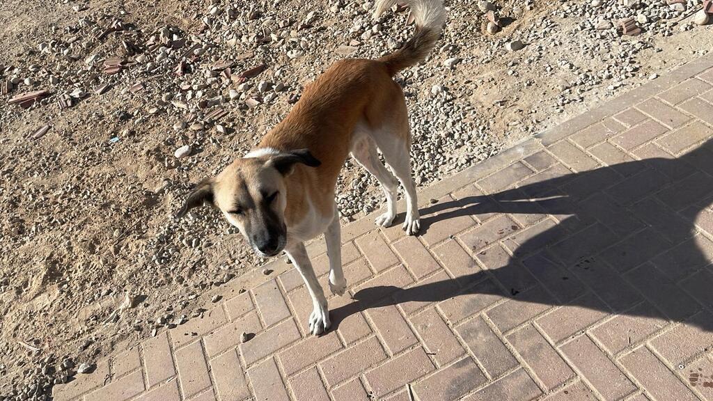 Photo: Let the Animals Live כלב משוטט בישראל