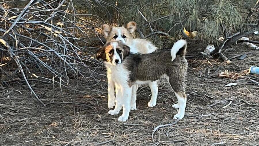 Photo: Let the Animals Live כלבים משוטטים בעוטף עזה