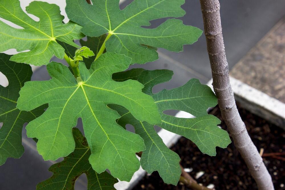 Фиговое дерево, или декоративная смоква (Фото: shutterstock) Фиговое дерево, или декоративная смоква