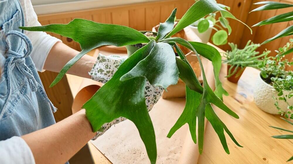 Платицериум - эффектное растение, которое украсит любой интерьер (Фото: shutterstock) Платицериум - эффектное растение, которое украсит любой интерьер