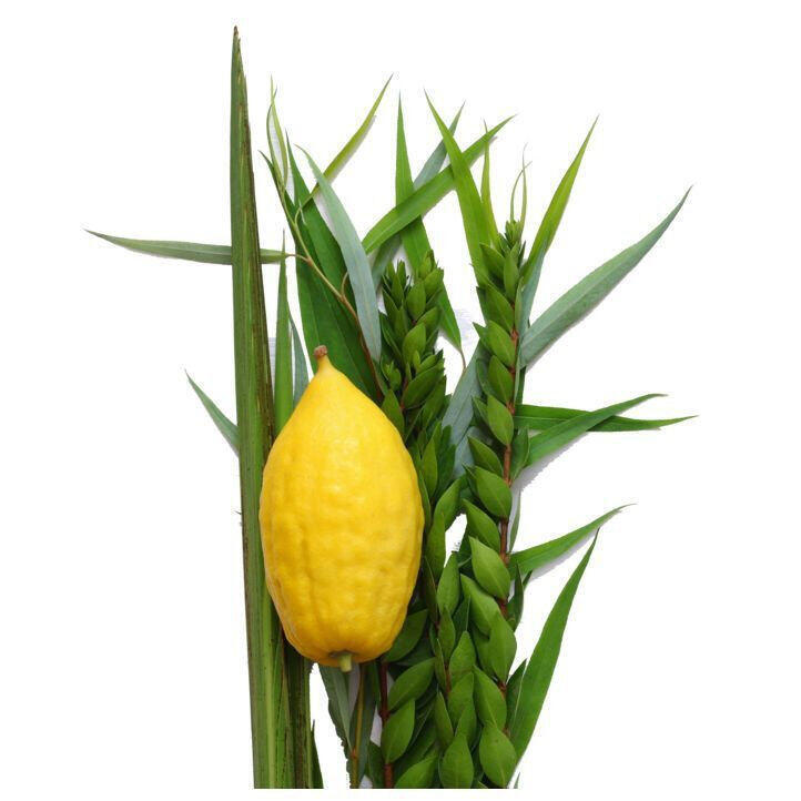 The Four Species (Photo: Wolt) Arba'at Haminim