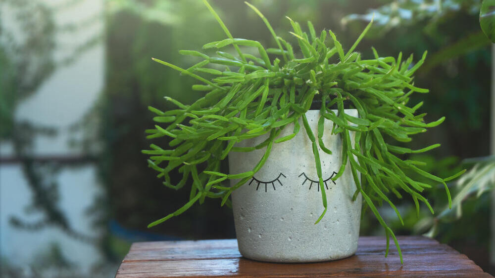 Рипсалис (Фото: shutterstock) Рипсалис