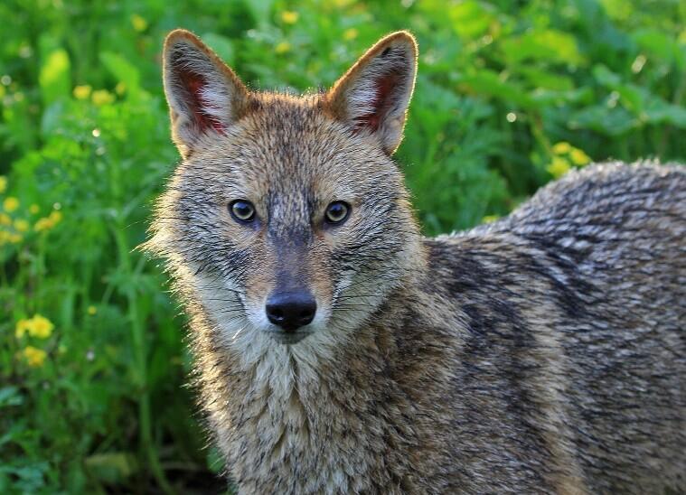 Jackal (Photo: Noam Aaron) תן