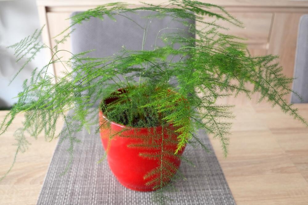 Аспарагус, или спаржа щетинковидная (Фото: shutterstock) Аспарагус, или спаржа щетинковидная