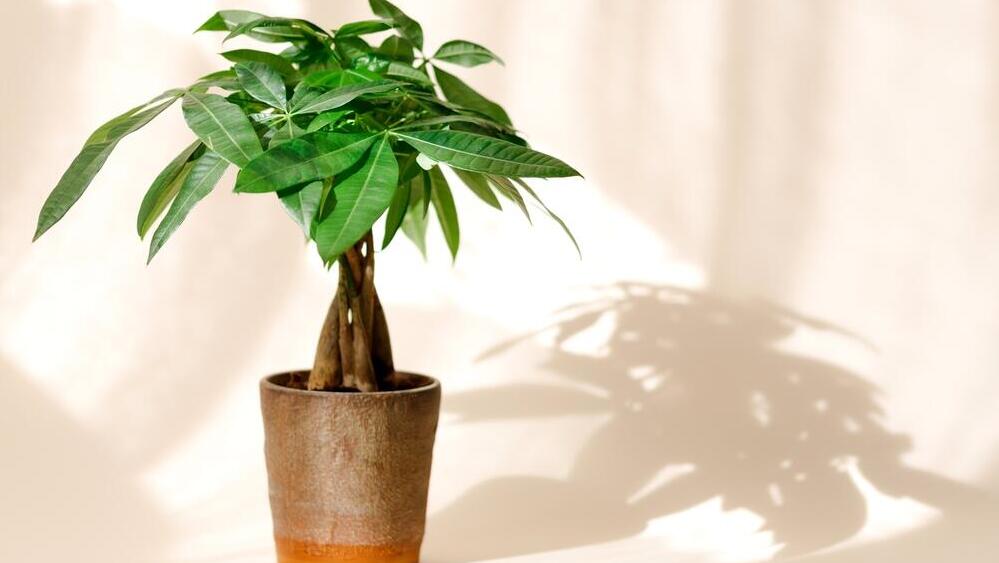 Пахира (Фото: shutterstock) Пахира