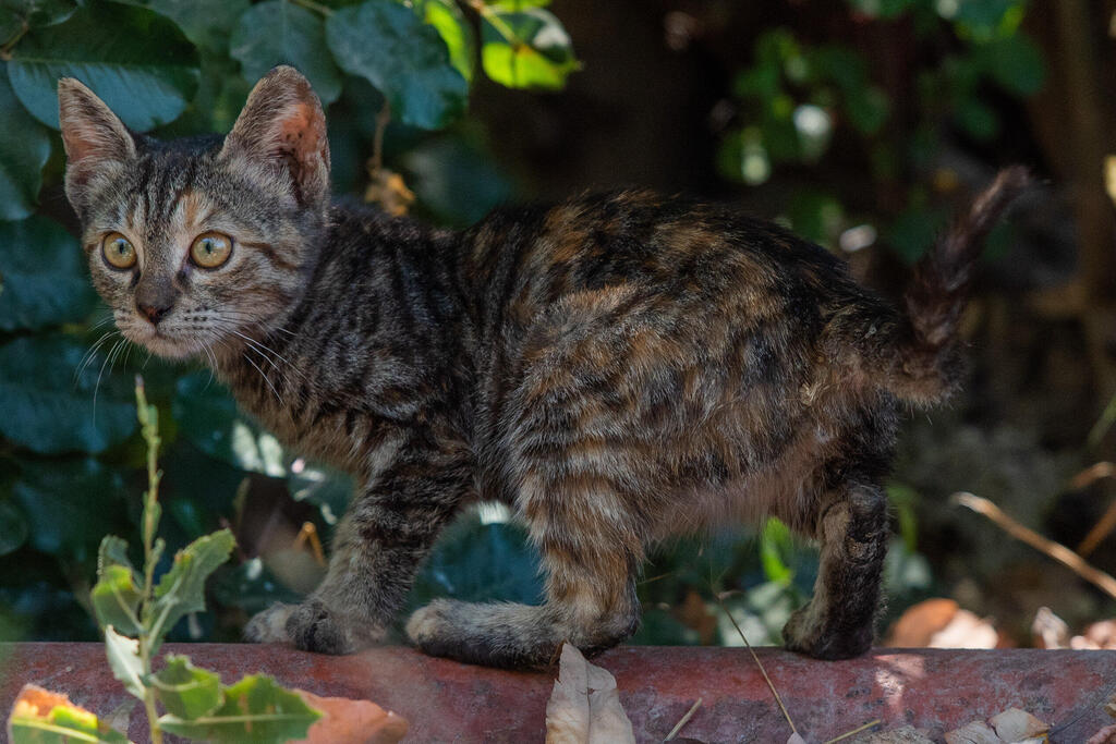 חתול קהילה בישראל
