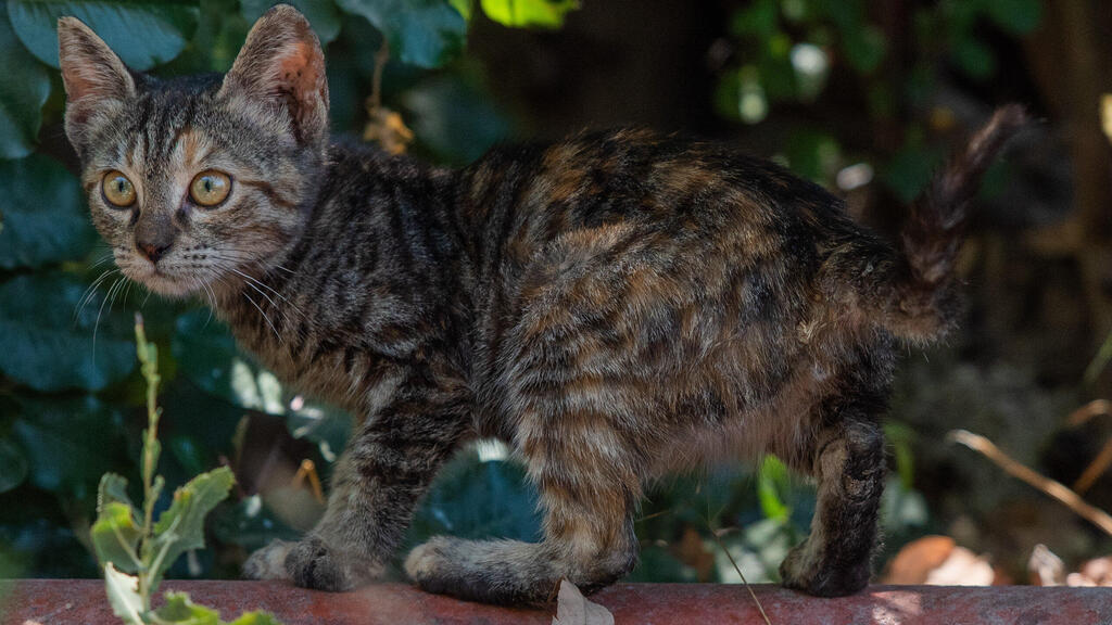 Уличный котенок (Фото: Шалев Шалом) חתול קהילה בישראל