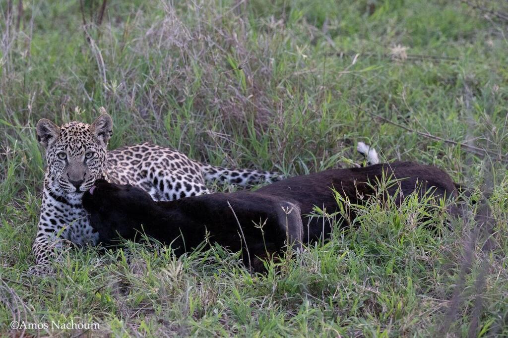 גיזה, הנמרה השחורה שתועדה בסוואנה בקניה, עם גוריה