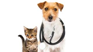 כלב עם ססטוסקופ וחתול