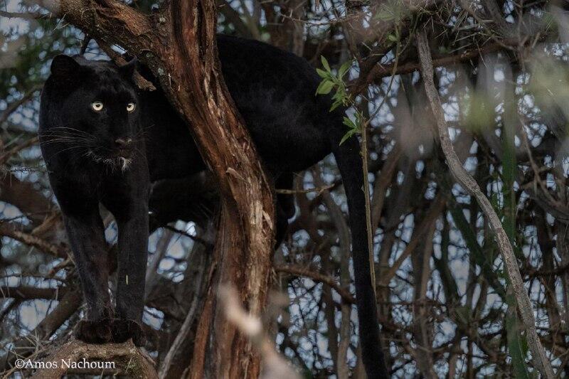 גיזה, הנמרה השחורה שתועדה בסוואנה בקניה