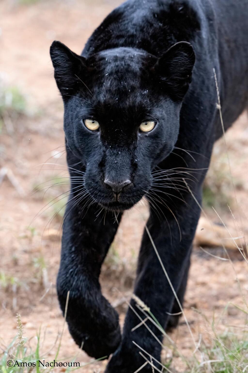 הנמרה השחורה גיזה, כפי שתועדה על ידי עמוס נחום