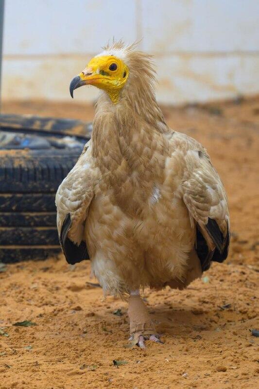 The wounded vulture before the surgery (Photo: Ilan Rosen) בקרוב על שתי רגליים. הרחם הפצוע