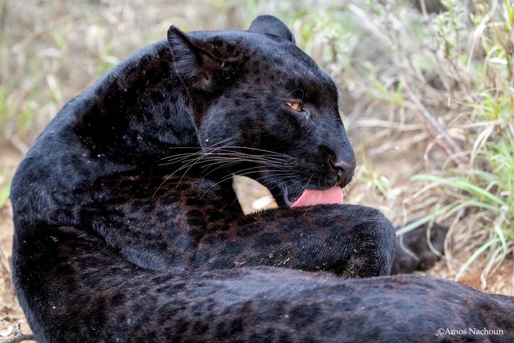 הנמרה השחורה גיזה, כפי שתועדה על ידי עמוס נחום