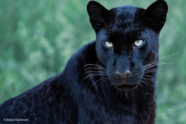 גיזה, הנמרה השחורה הנדירה