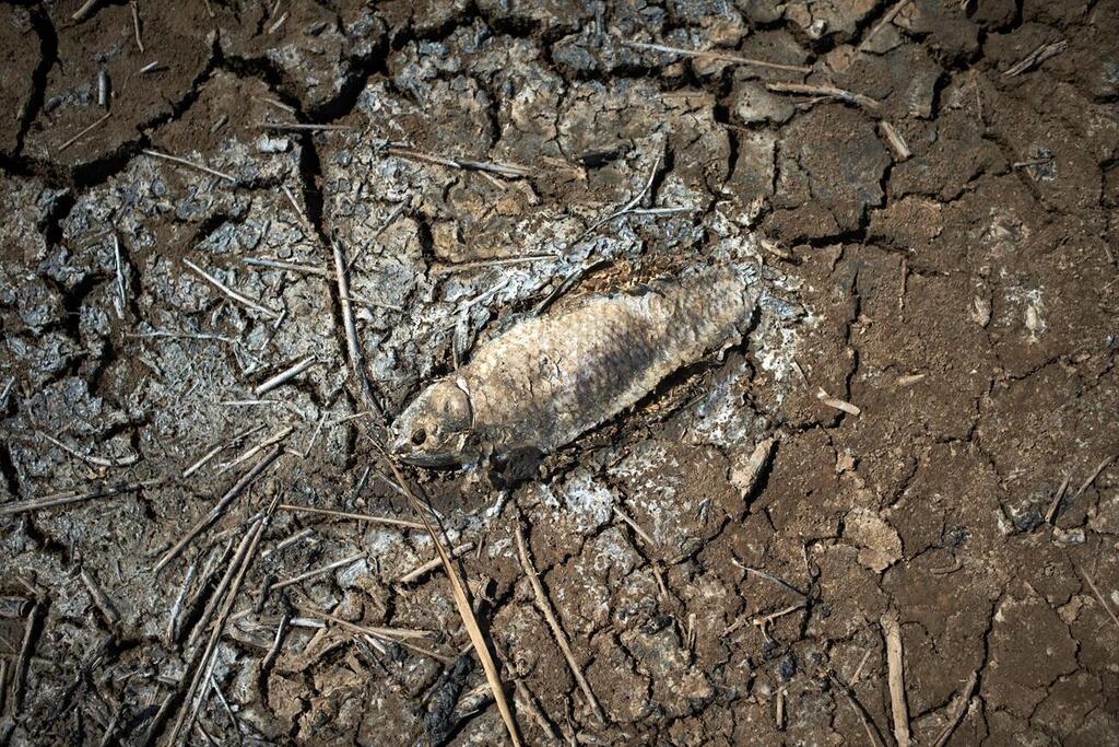 השפעות הבצורת בצרפת, שלחופי הים התיכון