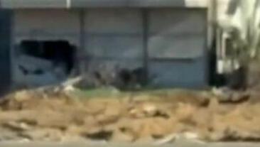 חמור נהרג במהלך תקיפות צה"ל בעזה