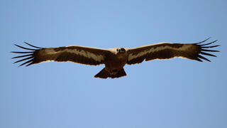 עיט ערבות צעיר בתעופה