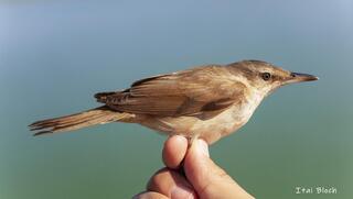 קנית אירופית במעגן מיכאל