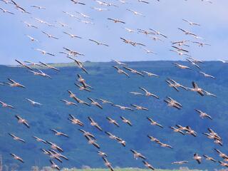 להקת שקנאים מעל האגמון