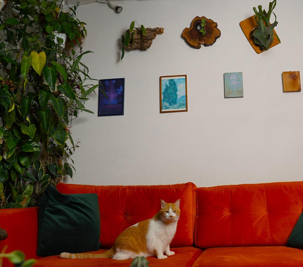 Chachapoyas שפע של צמחים בדירה בשכונת שפירא