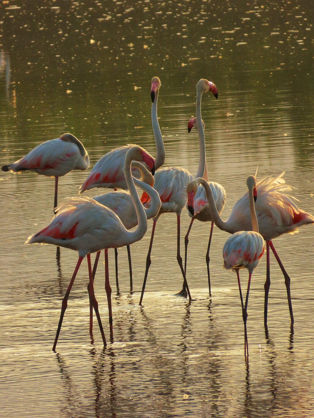 פלמינגו שעצרו למנוחה באגמון