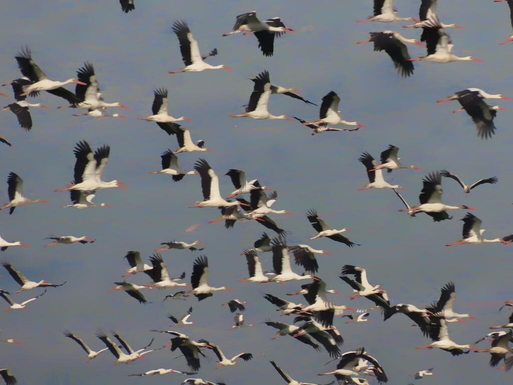 חסידות בשמי הגליל