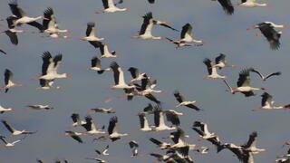 חסידות בשמי הגליל