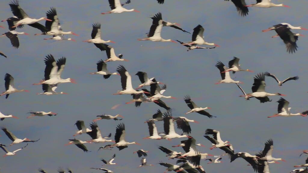 חסידות בשמי הגליל