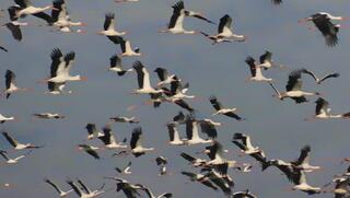 הנדידה הגדולה החלה, חיל האוויר לא יהיה לבד בשמיים