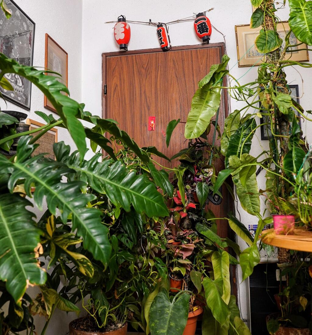 שפע של צמחים בדירה בשכונת שפירא