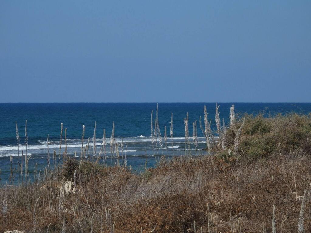 חצבים פורחים בשמורת תל דור