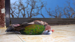 תור כנף ירוקה מתה ליד חלון