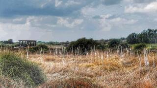 חצבים פורחים בשמורת נחל תנינים