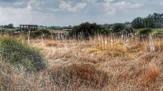 חצבים פורחים בשמורת נחל תנינים