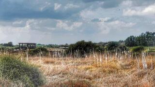 חצבים פורחים בשמורת נחל תנינים
